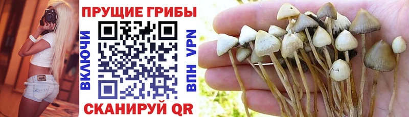 Псилоцибиновые грибы Magic Shrooms  Ростов 